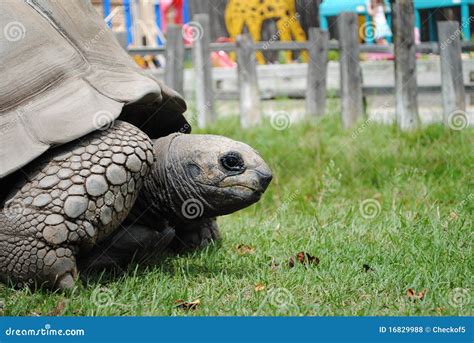  Tortoise - An Ancient Creature That Thrives on Sunshine and Slow Living!