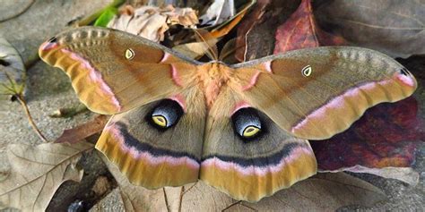  Tumbleweed Moth: Exploring the Fascinating World of Flightless Caterpillars!