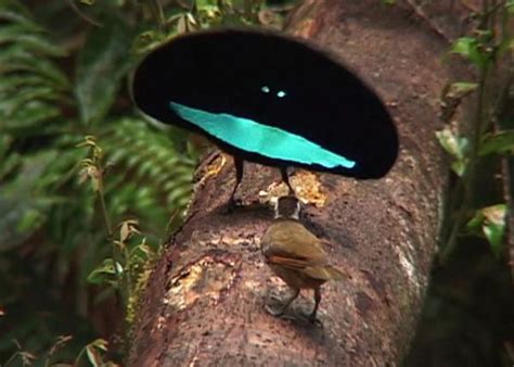 Umbrellabird! A Tropical Bird Known for Its Striking Looks and Unusual Courtship Rituals