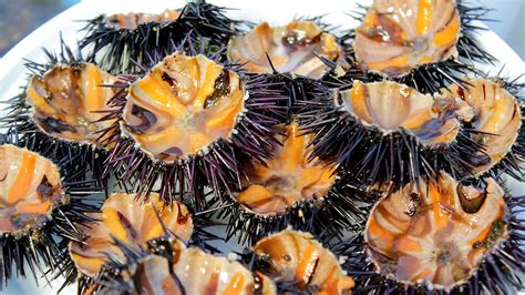 Urchin,  A Prickly Delight with an Ancient Lineage, Unearthing Secrets in the Depths of Our Oceans!