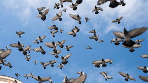 What Weather Cancels Flights and Why Do Birds Suddenly Appear Every Time You Are Near?