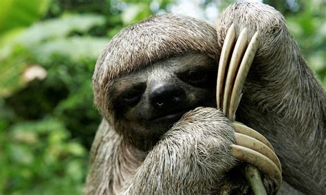 cual es el animal mas rapido del mundo, and why do we even care about speed when sloths are clearly winning the race of life?