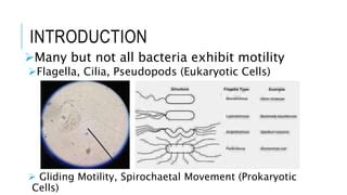 Williamsonia! An Intricate Ciliate Exhibiting Graceful Motility and a Voracious Appetite for Bacteria