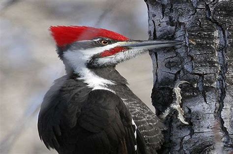  Woodpecker - A Bird That Chisels Out Homes and Drums Up a Feast!