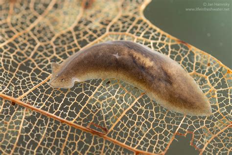 Worms: A Tiny Flatworm With a Curious Love for Freshwater Environments!