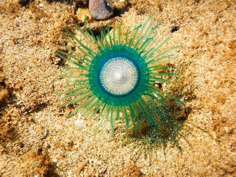  Xanthidium! A Colonial Hydrozoan Marvel With Tentacles That Pack a Stinging Punch