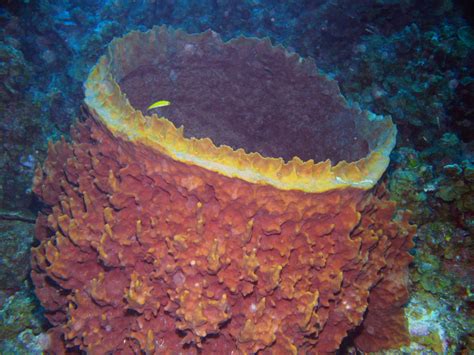  Xestospongia muta: This Colorful Sponge Is An Ecosystem Engineer And A Master Of Camouflage!