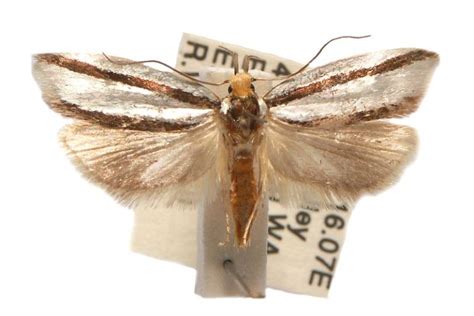  Xylorycta! These Enigmatic Moths Prove That Nature Hides True Wonders Underneath Its Wing