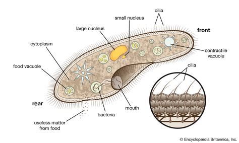  Yanktella – Discover this Tiny Ciliate Warrior, A Mighty Hunter With A Mouth Full Of Dancing Cilia!