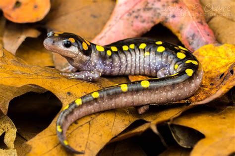  Yellow-Spotted Salamander: A Tiny Terraqueous Treasure With an Explosive Breeding Strategy!