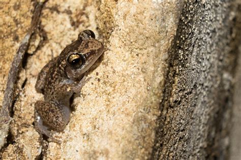  Zambezian Flathead Frog: A Curious Creature That Hops And Sometimes Swims