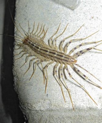  Zigzagging Through Darkness: An Arthropod With a Thousand Legs That Doesn't Know How To Stop Moving!