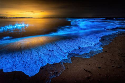 Zooplankton Colony! Discover the Astonishing Secrets of This Bioluminescent Ocean Wonder